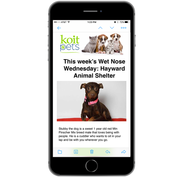 Run Pets-Themed Newsletters