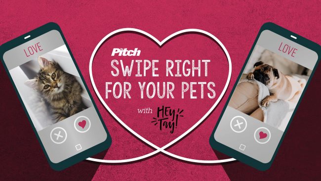 Swipe Right for Your Pet Contest | the pitch