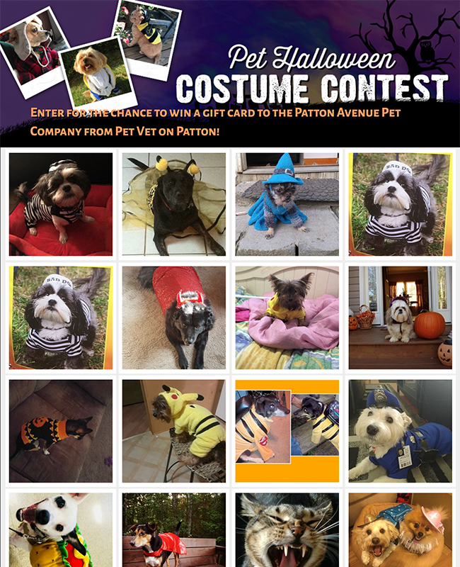 pet halloween costume contest